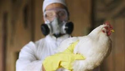 В приграничном с Казахстаном регионе России обнаружен птичий грипп