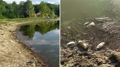 Озеро Пархач в Алматы загрязнено органическими веществами