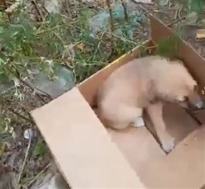 В Алматы щенка запечатали скотчем в коробку
