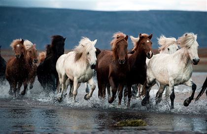 Из Омска в Казахстан пытались нелегально завезти 60 лошадей 