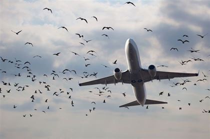 Летевший в Алматы самолет SCAT столкнулся с птицей