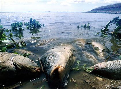 500 килограммов карася погибло на озере в СКО