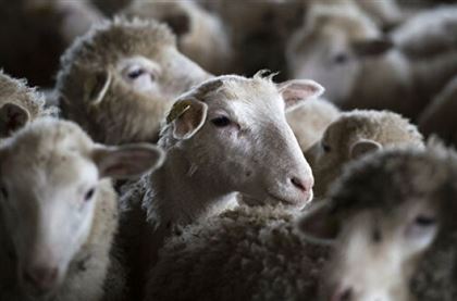 Более тысячи чужих овец продал мужчина в Туркестанской области