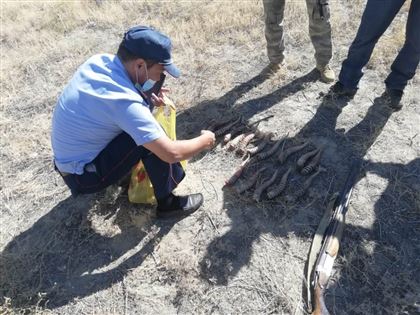 В Актюбинской области в доме у мужчины обнаружили почти полсотни сайгачьих рогов