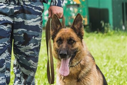 В Жамбылской области служебная собака помогла раскрыть кражу