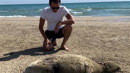 На побережье Каспийского моря нашли убитого тюленя