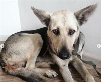 Собачья жизнь: почему историю с изнасилованием собак в Нур-Султане могут "спустить на тормозах"