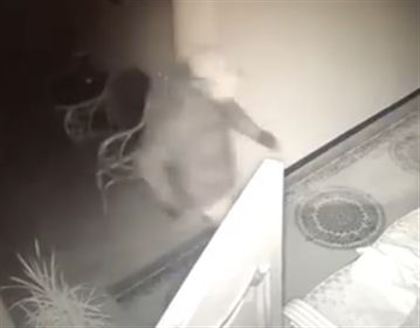 «Стая голодных шакалов»: воры в масках проникли в квартиру в Нур-Султане и попали на видео