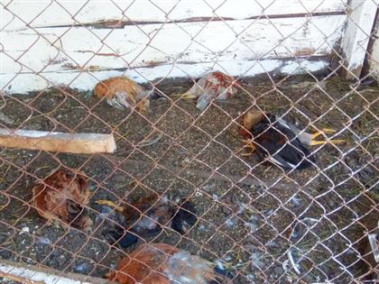 Убийца пока не найден: необъяснимая хворь уничтожает кур и гусей на севере РК