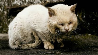 В Алматинской области живодеры заживо жгут кошек