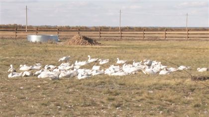 Падеж домашней птицы зафиксировали еще в трех районах Акмолинской области