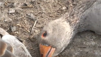 В Карагандинской области также произошла массовая гибель домашней птицы