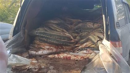 В Атырау задержали мужчину, который у себя в машине перевозил рыбу осетровых пород