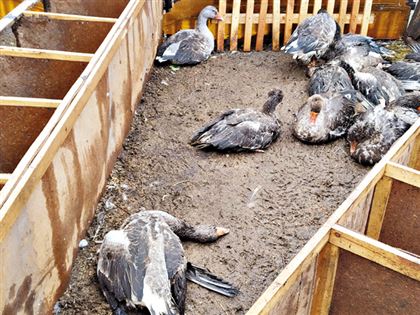 Ни пуха, ни пера: эпидемия птичьего гриппа докатилась до Казахстана
