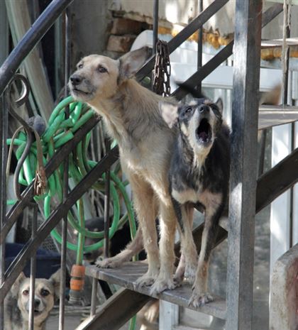 Собачьего ума дело: программа по стерилизации бездомных животных оказалась на грани провала