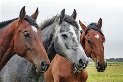 В Кызылординской области от неизвестной сельчанам болезни гибнут лошади