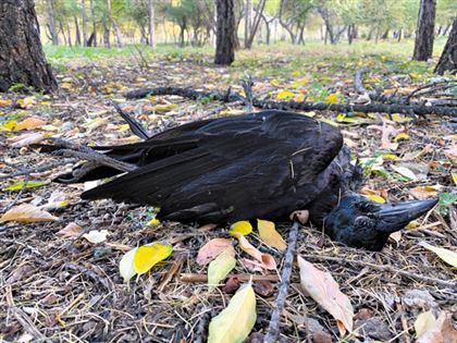 Голуби и вороны Петропавловска умирают от гриппа