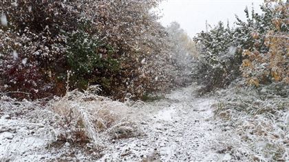 Снег выпал в Алматы