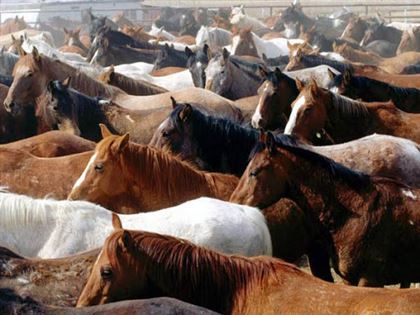 В Костанайской области у женщины пропал табун лошадей