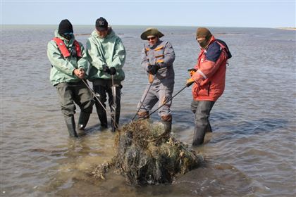 Почти 4 тысячи килограммов сетей обнаружила экспедиция по спасению тюленей в Каспийском море