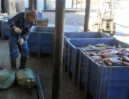 В ВКО изъяли 504 килограмма контрабандной рыбы