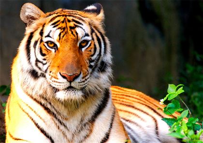 В Прибалхашье хотят восстановить популяцию туранских тигров
