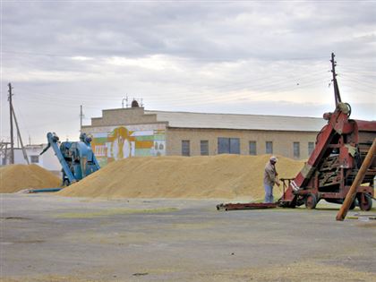 В Кызылординской области дехкане собрали рекордный урожай риса