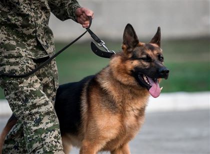 В Костанайской области при помощи служебных собак раскрыли более 470 преступлений