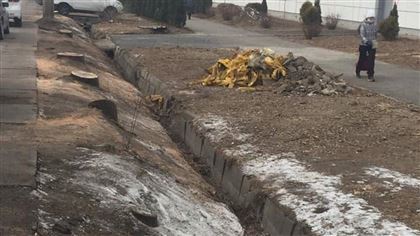 Прокуратура Алматы отреагировала на вырубку деревьев на улице Толе би