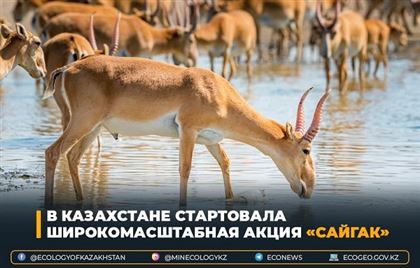 В Казахстане стартовала широкомасштабная природоохранная акция «Сайгак»