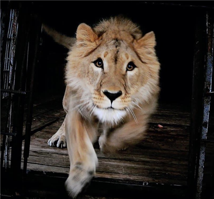 Новый львиный дом для Симбы появился в зоопарке Алматы