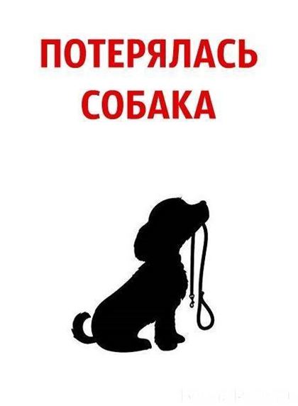 В полиции Алматинской области проверяют видео с привязанной к машине собакой
