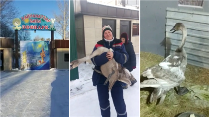 Карагандинский зоопарк пополнился лебедем, выжившим после отстрела