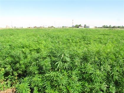 Казахстан марихуана фирменные семена канабиса