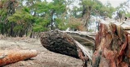 Наказание за незаконную вырубку деревьев ужесточат в РК
