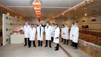 Расширение Макинской птицефабрики укрепит продовольственную безопасность - премьер-министр РК