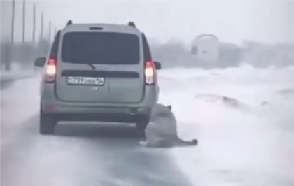 "Так обычно тренируют бойцовских собак" - как казахстанцы отреагировали на видео, где собаку тащат по дороге за машиной