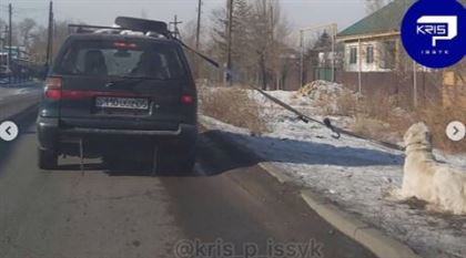 В Алматинской области мужчина перевозил собаку, привязав ее к автомобилю