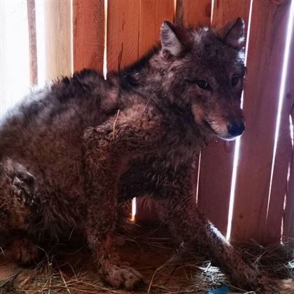 В Алматинской области зоозащитники выкупили волка у живодера