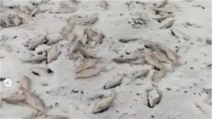 Рыбаки сняли сотни мертвой рыбы на льду Балхаша