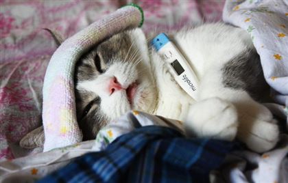 Жительница Алматы рассказала, что ее кот заболел коронавирусом 