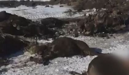 В Алматинской области от сибирской язвы гибнет домашний скот