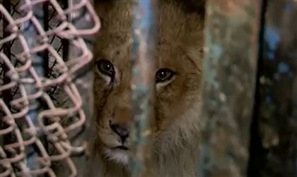 Львенка, с которым делали экзотические селфи, забрали в зоопарк Шымкента