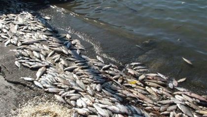 Массовую гибель рыбы зафиксировали в Актюбинской области