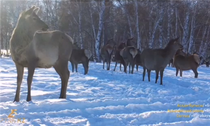 Редкие кадры гибридного оленя сделали в Казахстане
