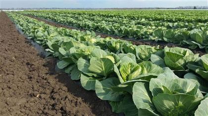 Первый урожай капусты продали аграрии Туркестанской области