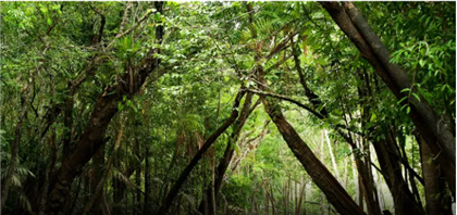 Участки тропических лесов Амазонки выставили на продажу в Facebook 