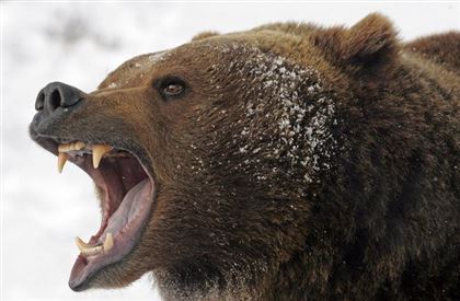 Полтора года ограничения свободы за незаконный отстрел медведя получил житель ВКО