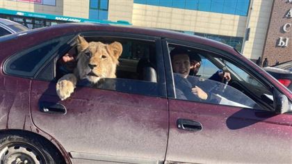 В Караганде засняли сидящего в машине льва
