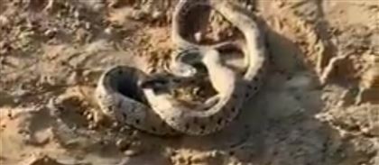 На стройплощадке в Туркестане очевидцы сняли на видео змей